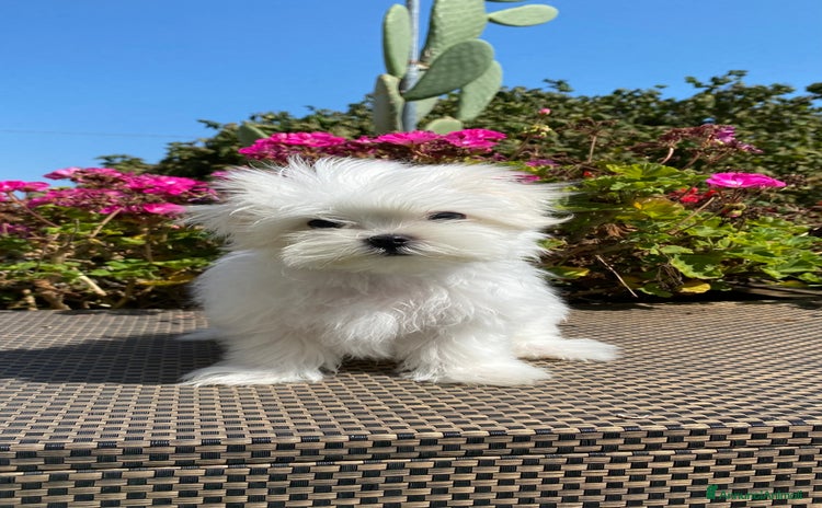 Maltese cani a Città Metropolitana di Venezia - Annuncio 7