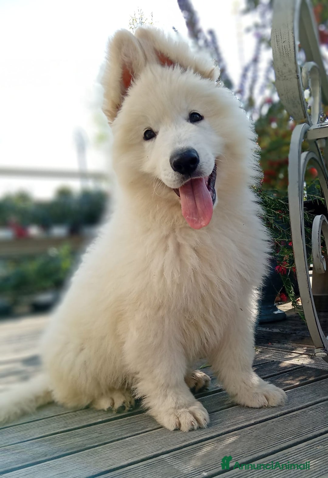 Pastore Svizzero cani in vendita: Ultimo cucciolo pelo lungo - Annuncio 13