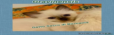 Sacro di Birmania Gattino 1