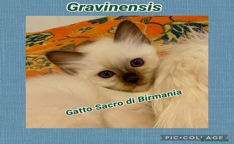 Sacro di Birmania gatti - Annuncio 1