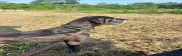 Alano cani in vendita: Cuccioli di Alano Nero  - Annuncio 2