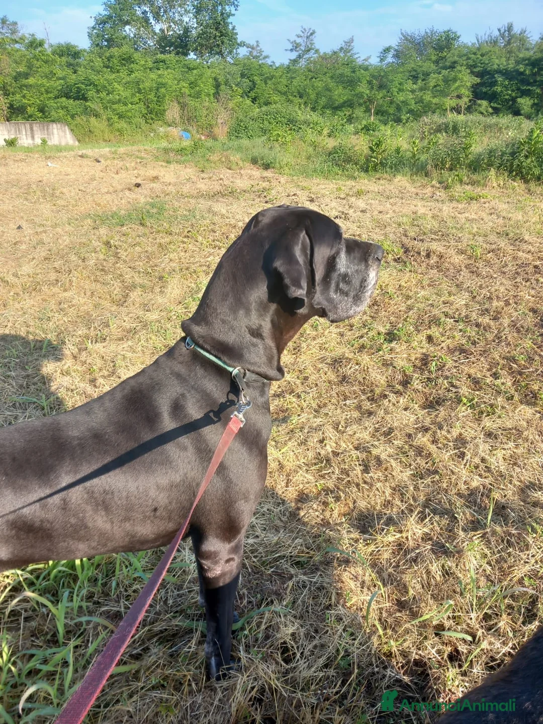 Alano cani in vendita: Cuccioli di Alano Nero  - Annuncio 2