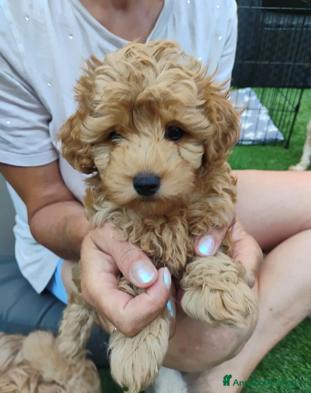Meticcio cani in vendita: Cucciolata di 4 maschietti di Maltipoo - Annuncio 4