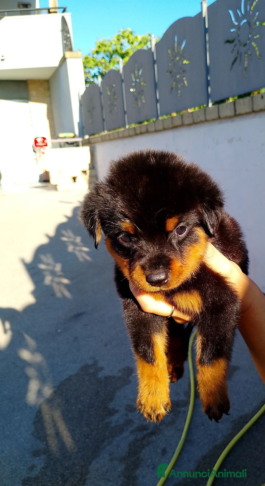 Rottweiler cani in vendita: Vendo ultime 2 cucciole di Rottweiler  - Annuncio 2