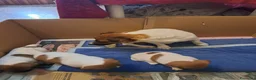 Jack Russell cani in vendita: Jack russell  - Annuncio 2