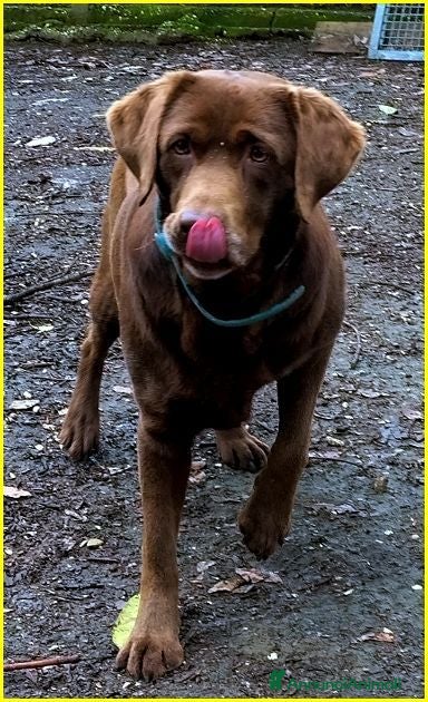 Labrador cani KUBRA stupenda - cieca - timida - Annuncio 1