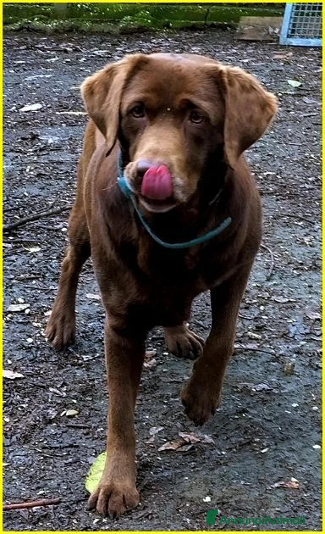 Labrador cani in regalo: KUBRA stupenda - cieca - timida - Annuncio 1
