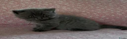 Scottish gatti in vendita: Scottish fold e straight  - Annuncio 21