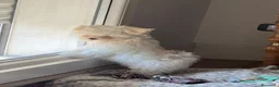 Maltese cani in vendita: Maltese MiniToy - Annuncio 9