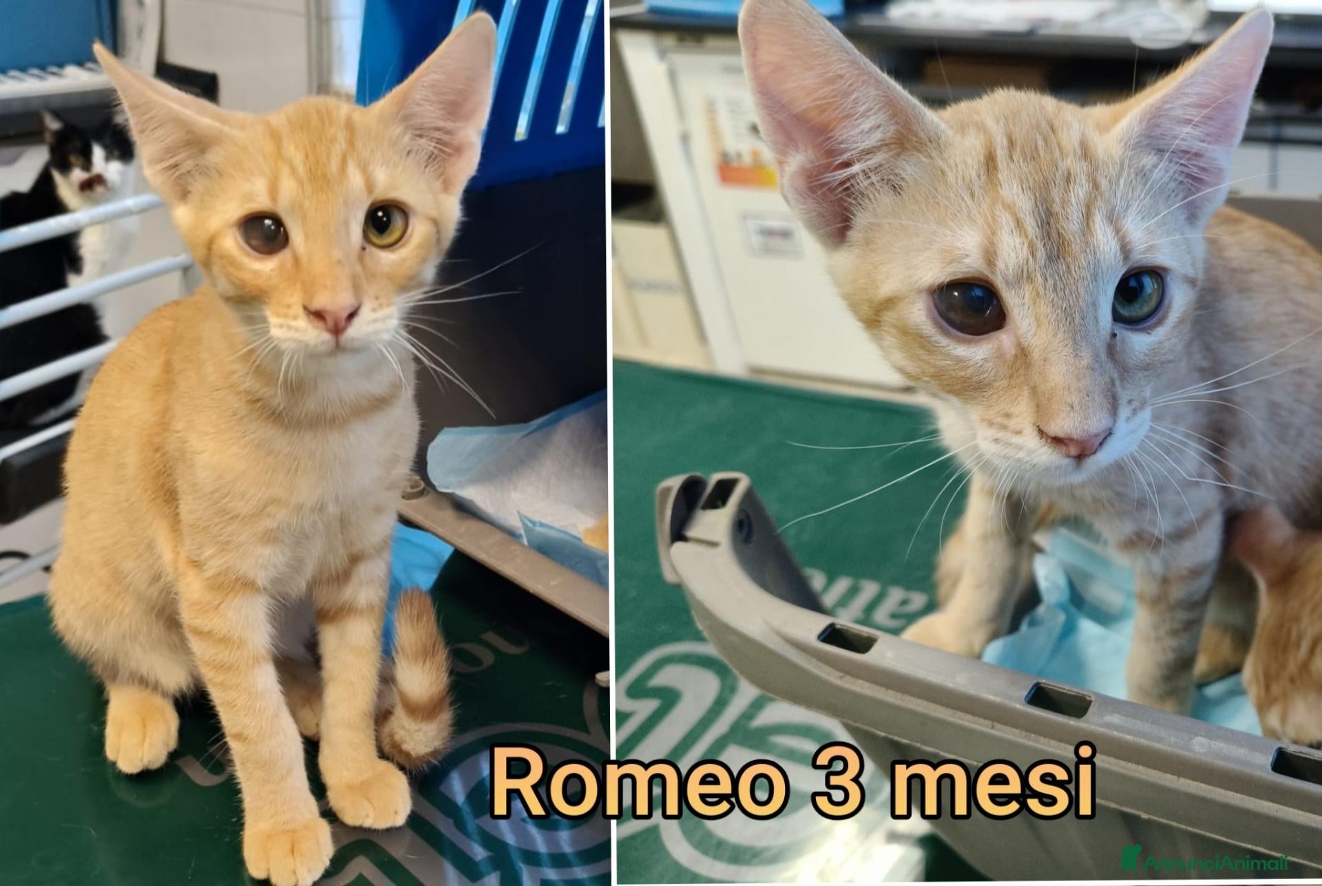 Altre razze gatti SERVONO ADOZIONI X SALVARLI  - Annuncio 1