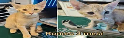 Altre razze gatti in regalo: SERVONO ADOZIONI X SALVARLI  a Provincia di Modena - Annuncio 1