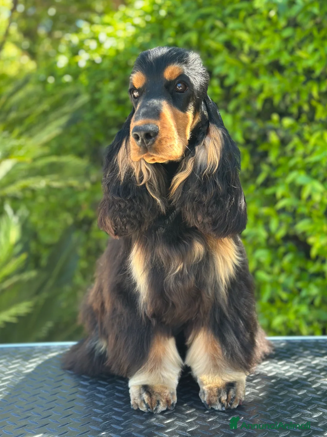 Cocker cani in regalo: Cocker spaniel inglese  - Annuncio 2