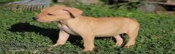 Pitbull cani in vendita: Cuccioli Pit Bull con Pedigree anche a rate - Annuncio 15