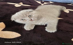 British gatti in vendita: British a Provincia di Biella - Immagine 6