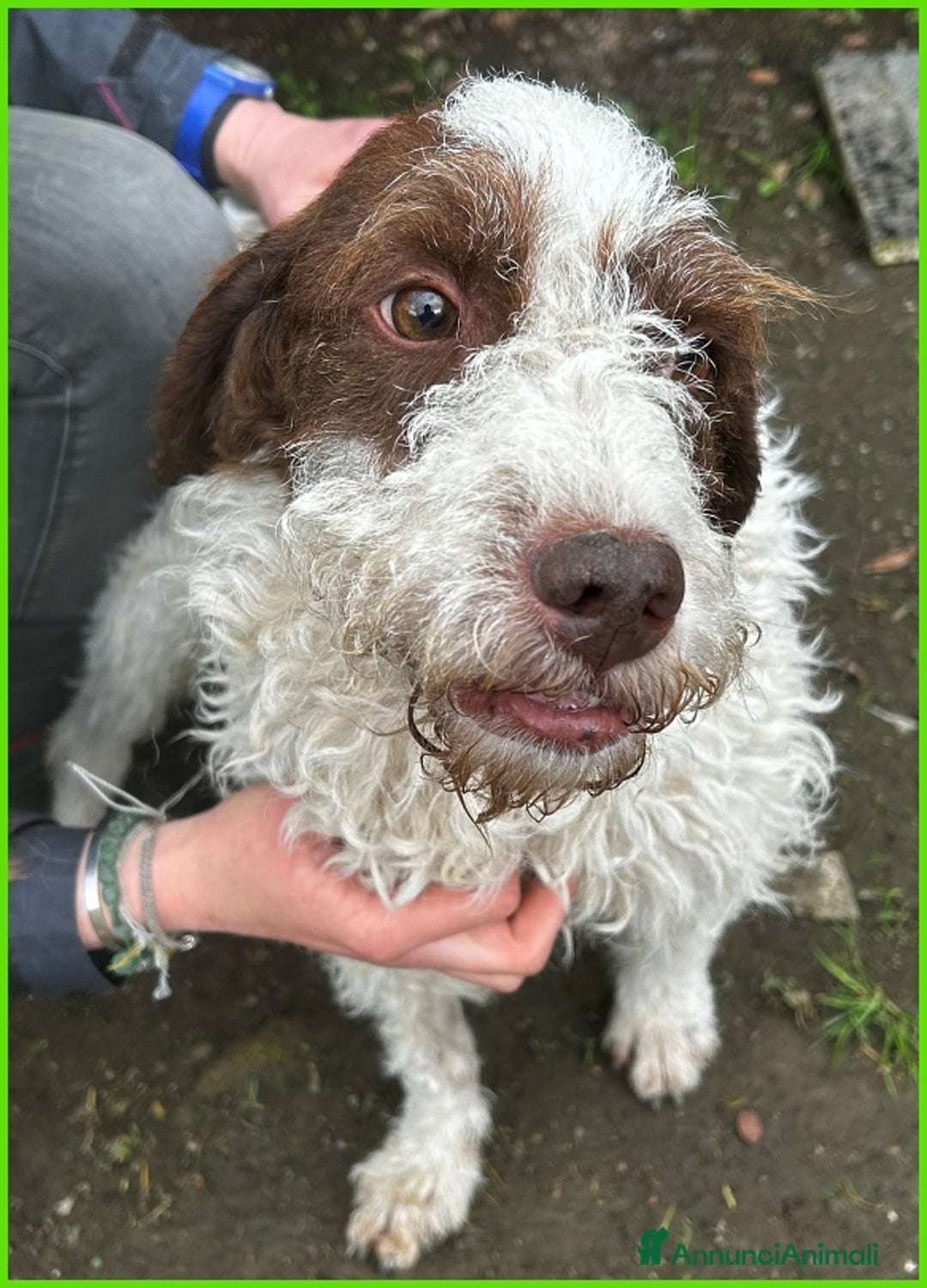 Lagotto cani in regalo: URGENTISSIMO! FORLI' GIOVANE CAGNOLINO CON UNA BRU a Città metropolitana di Milano - Immagine 12