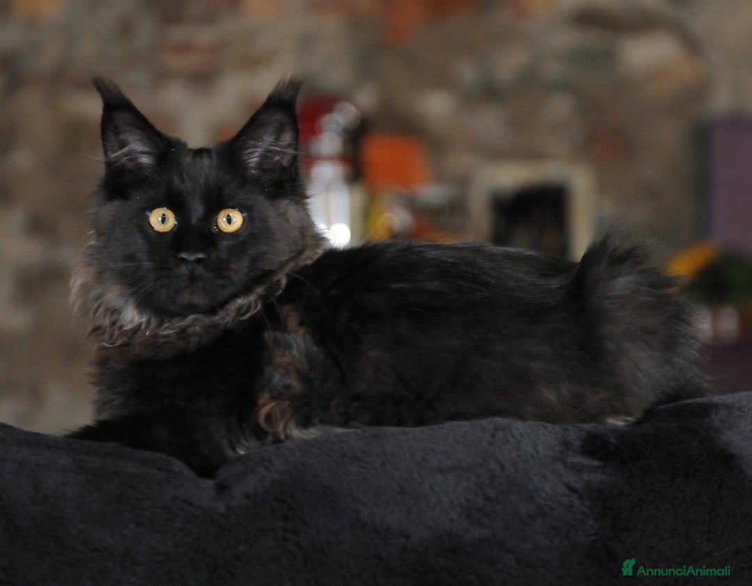 Maine Coon gatti in vendita: Cucciola Black Smoke - Pedigree ANFI - Annuncio 6