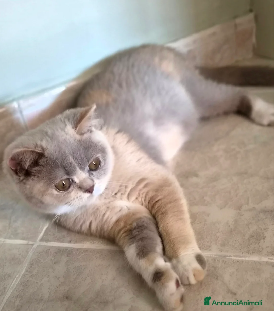 British gatti in vendita: British shorthair  - Annuncio 1