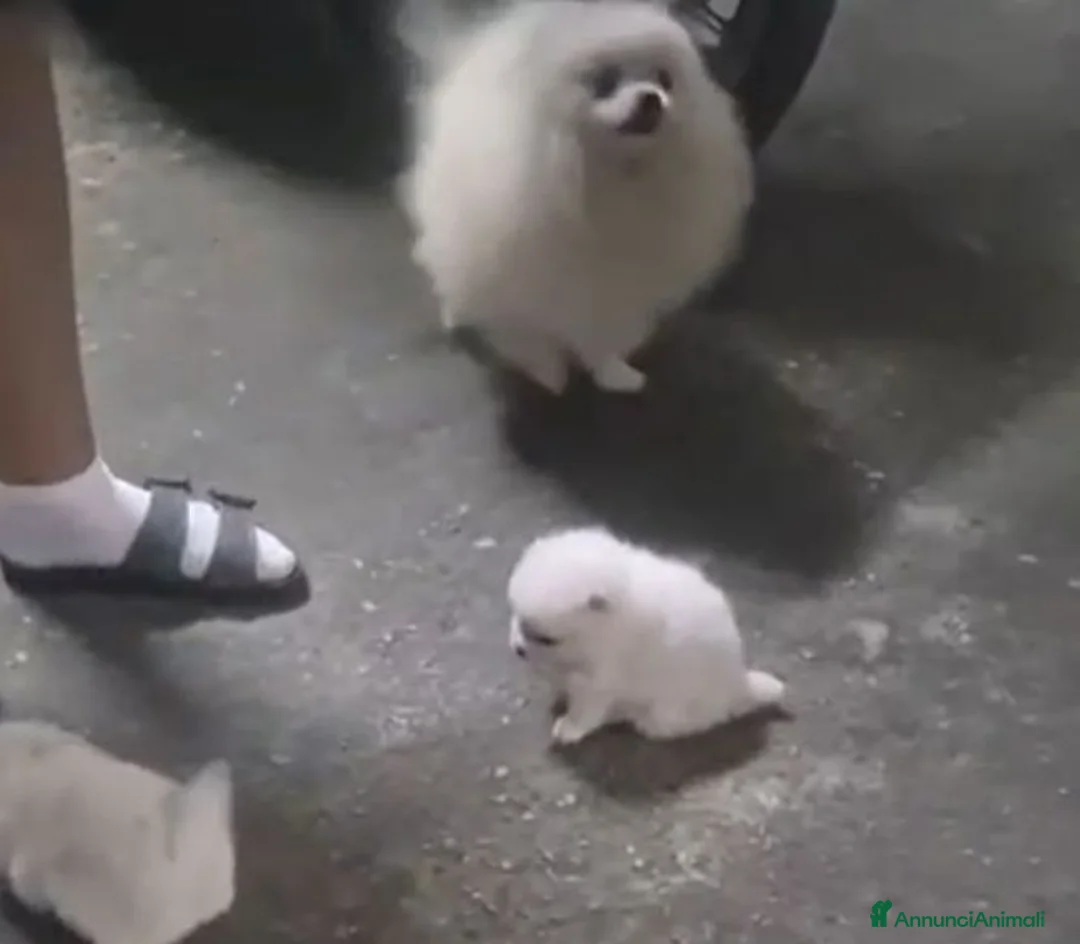 Volpino Pomerania cani in vendita: Volpino Pomerania  - Annuncio 5