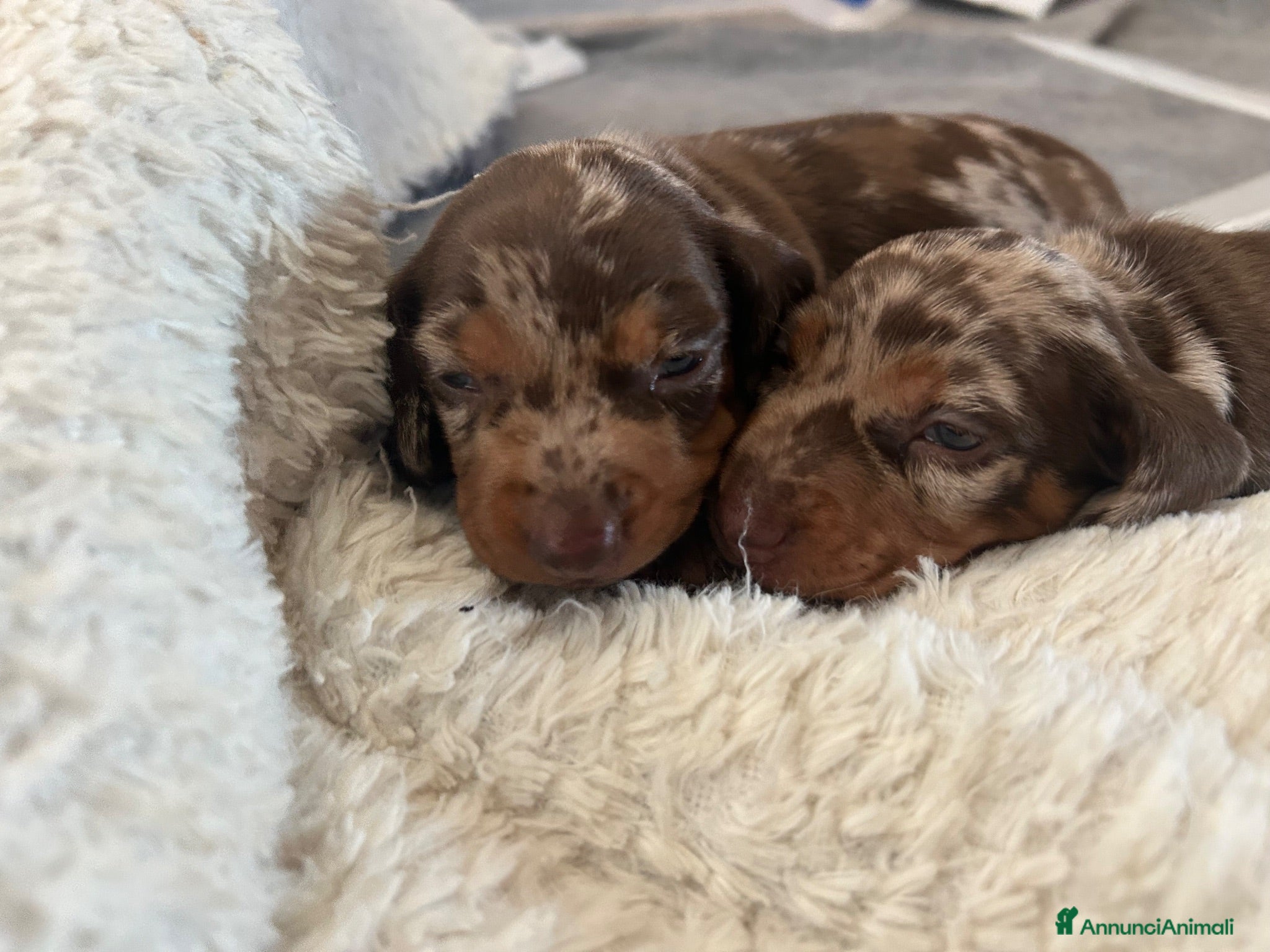 Bassotto cani Cuccioli Bassotto Kaninchen P- Corto cioccolato Me - Annuncio 5