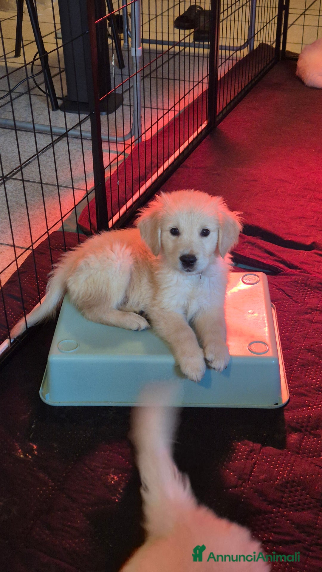 Golden Retriever cani in vendita: Cucciole di Golden Retriever - Annuncio 36