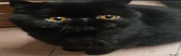 Persiano gatti in vendita: Cuccioli persiani  - Annuncio 1