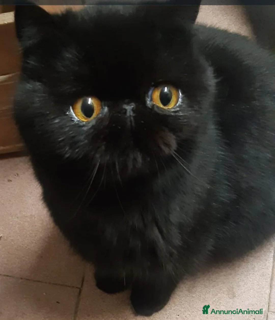 Persiano gatti in vendita: Cuccioli persiani  - Annuncio 1