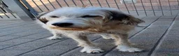 Meticcio cani in regalo: BIANCO TENERO SPINONE - Annuncio 2