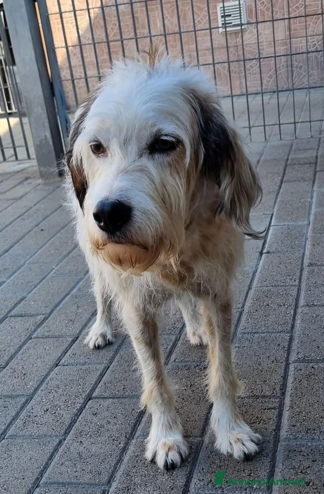 Meticcio cani in regalo: BIANCO TENERO SPINONE - Annuncio 2
