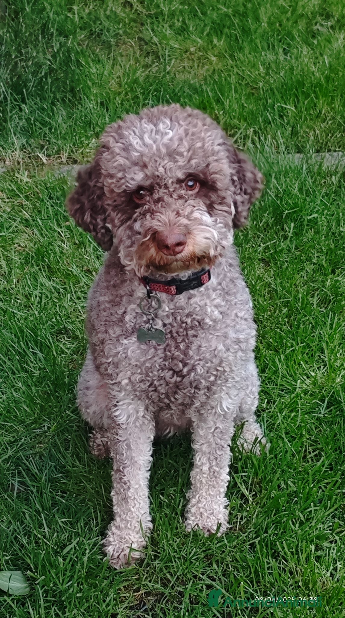 Lagotto cani LAGOTTO ROMAGNOLO PEDIGREE [FUTURA CUCCIOLATA] - Annuncio 10