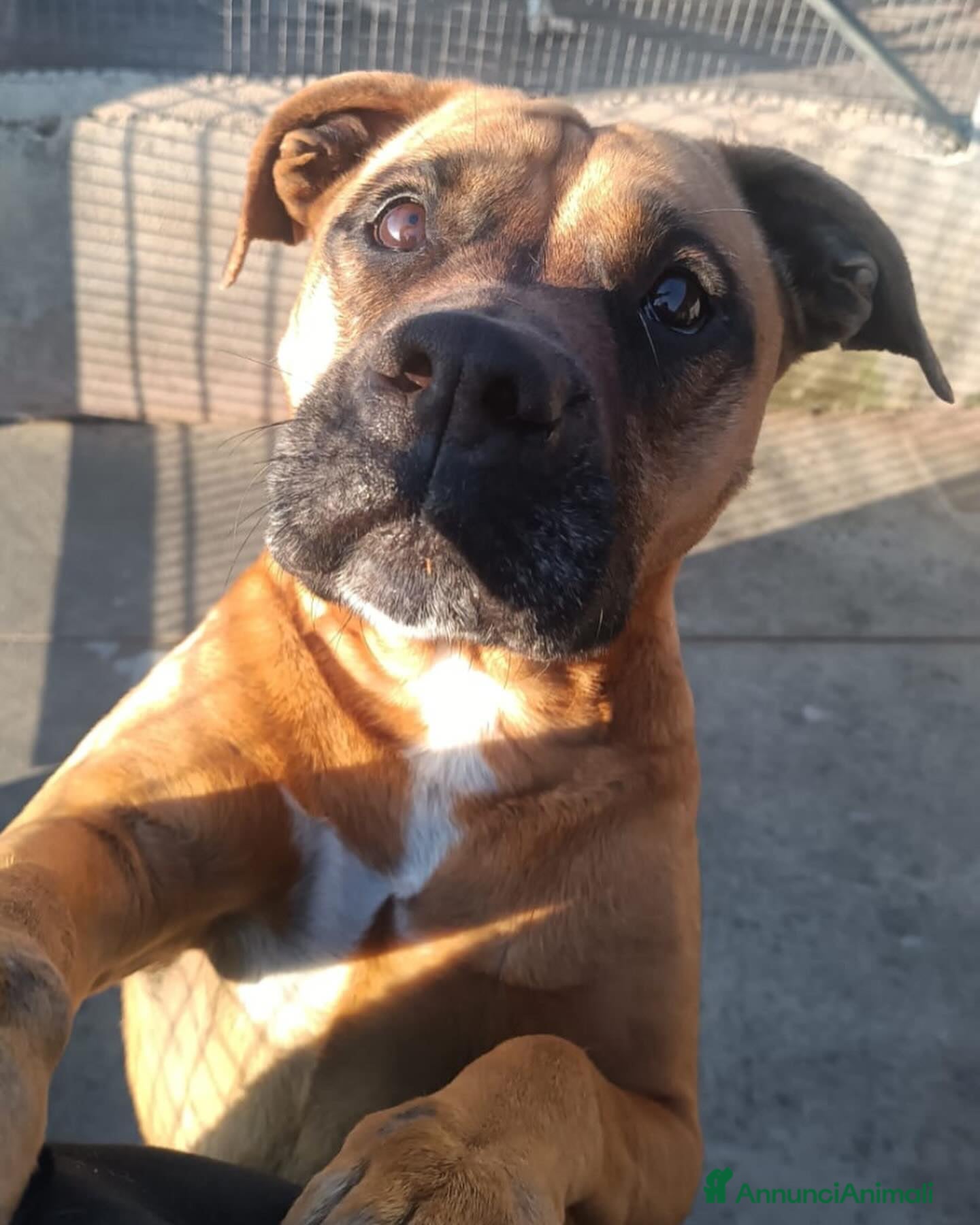 Boxer cani ARTEMIS coccolona 4 anni derivato boxer cerca casa a Provincia di Latina - Annuncio 5