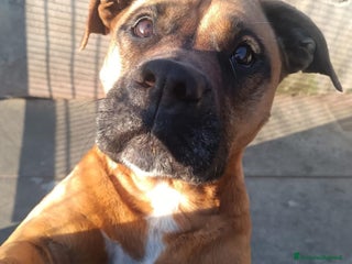 Boxer cani ARTEMIS coccolona 4 anni derivato boxer cerca casa a Provincia di Latina - Annuncio 3