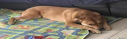 Meticcio cani in regalo: CANE ADULTO a Città metropolitana di Milano - Annuncio 2
