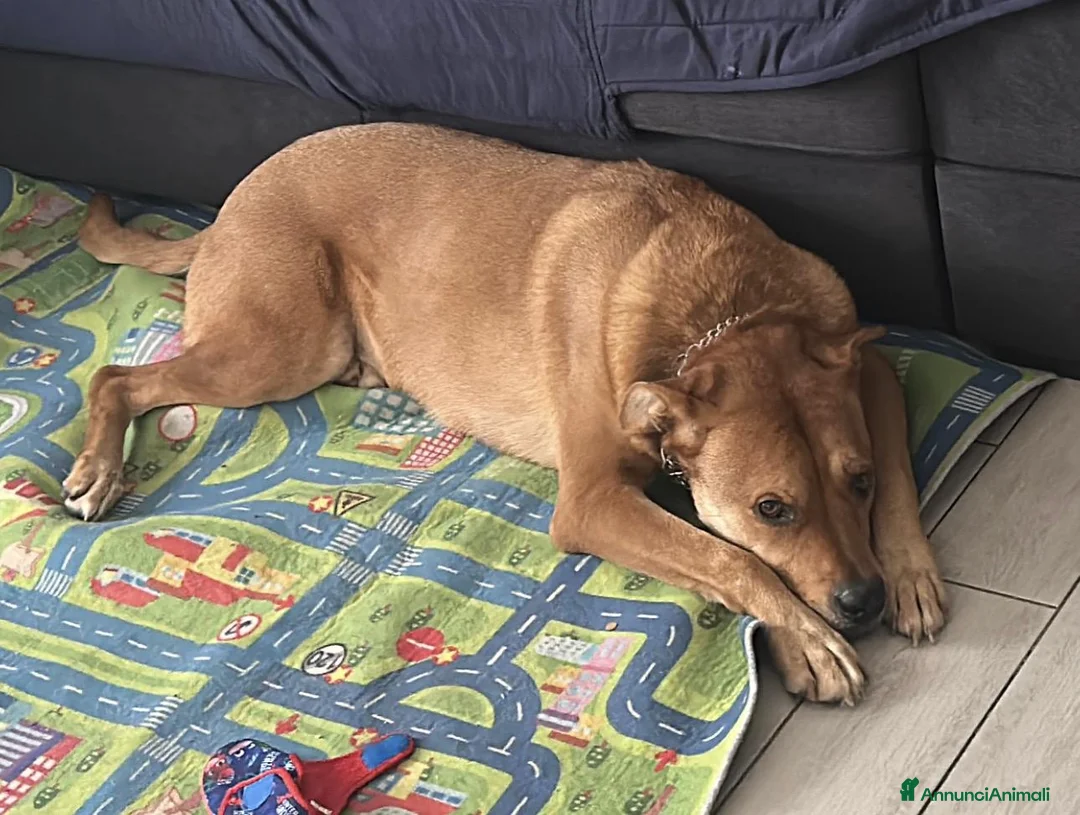 Meticcio cani in regalo: CANE ADULTO a Città metropolitana di Milano - Annuncio 2