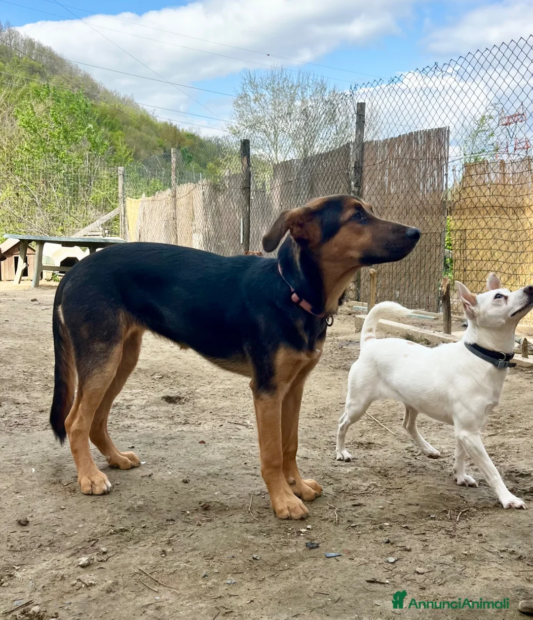 Meticcio cani in regalo: Astrid - Annuncio 7