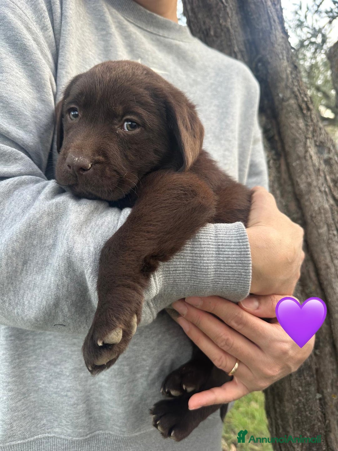 Labrador cani in vendita: Cuccioli Labrador chocolate - Annuncio 3