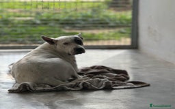 Meticcio cani in regalo: Magda, in canile da troppo tempo  a Città Metropolitana di Bari - Immagine 1