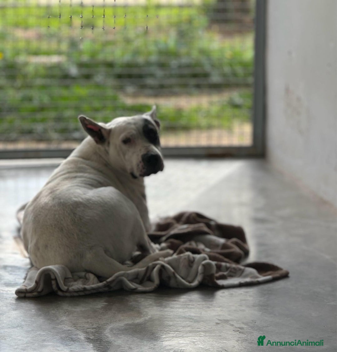 Meticcio cani in regalo: Magda, in canile da troppo tempo  a Città Metropolitana di Bari - Immagine 1