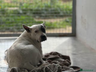 Meticcio cani Magda, ci sarà pure qualcuno per te!!! a Città Metropolitana di Bari - Annuncio 30
