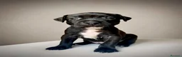 Pitbull cani in vendita: 3 cuccioli MASCHI di Pit Bull in standard ADBA a Provincia di Cremona - Annuncio 2