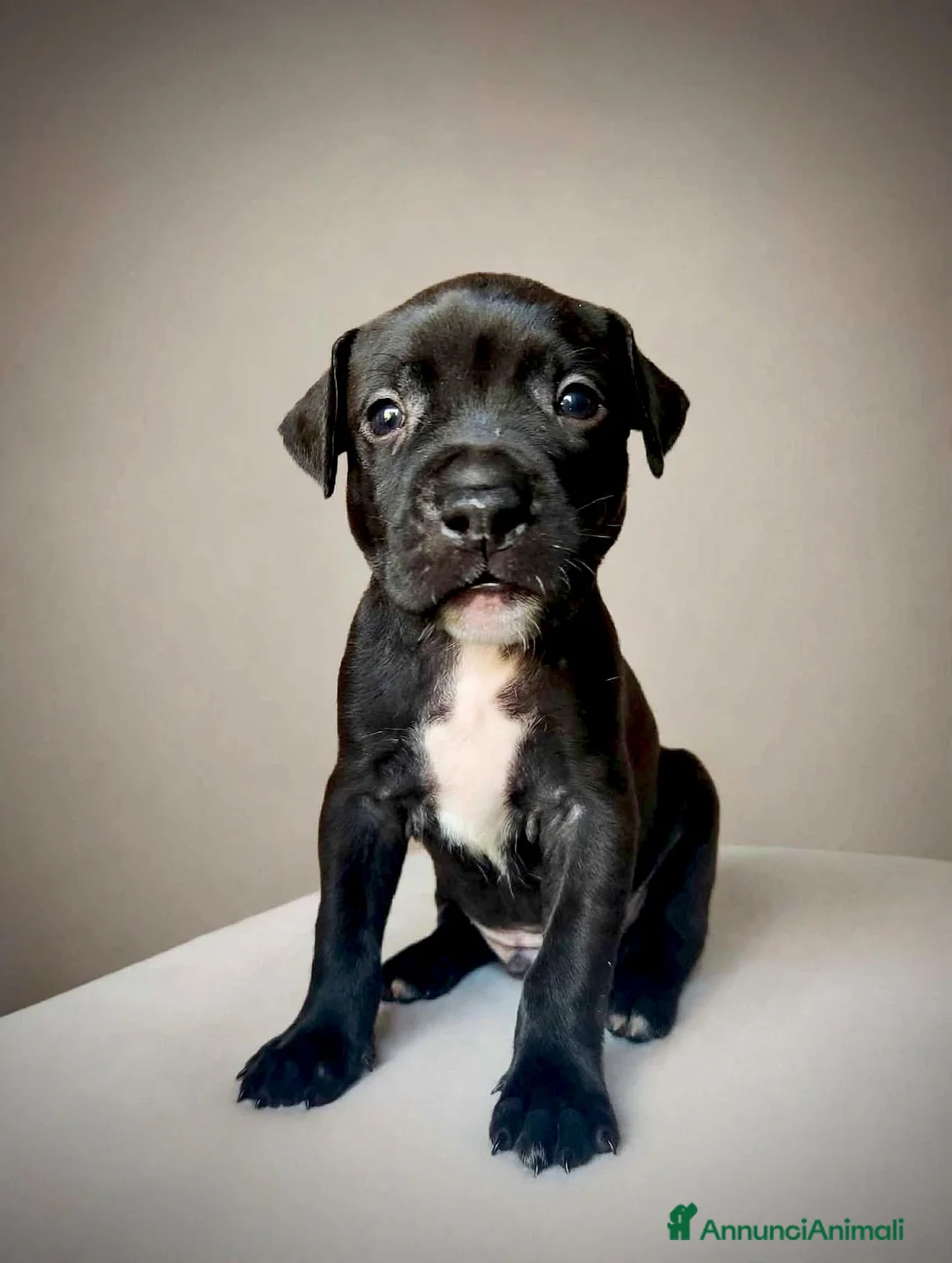 Pitbull cani in vendita: 3 cuccioli MASCHI di Pit Bull in standard ADBA a Provincia di Cremona - Annuncio 2