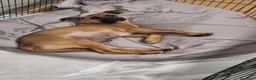 Meticcio cani in regalo: Mortimer ha sconfitto la morte, ora è in canile - Annuncio 3