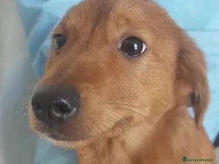 Meticcio cani Michael - Annuncio 2