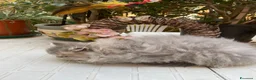 Persiano gatti in vendita: gatta persiana cucciola persiana golden shaded - Annuncio 22