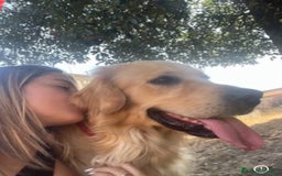 Golden Retriever cani in vendita: Golden retraiver a Città metropolitana di Roma Capitale - Immagine 5