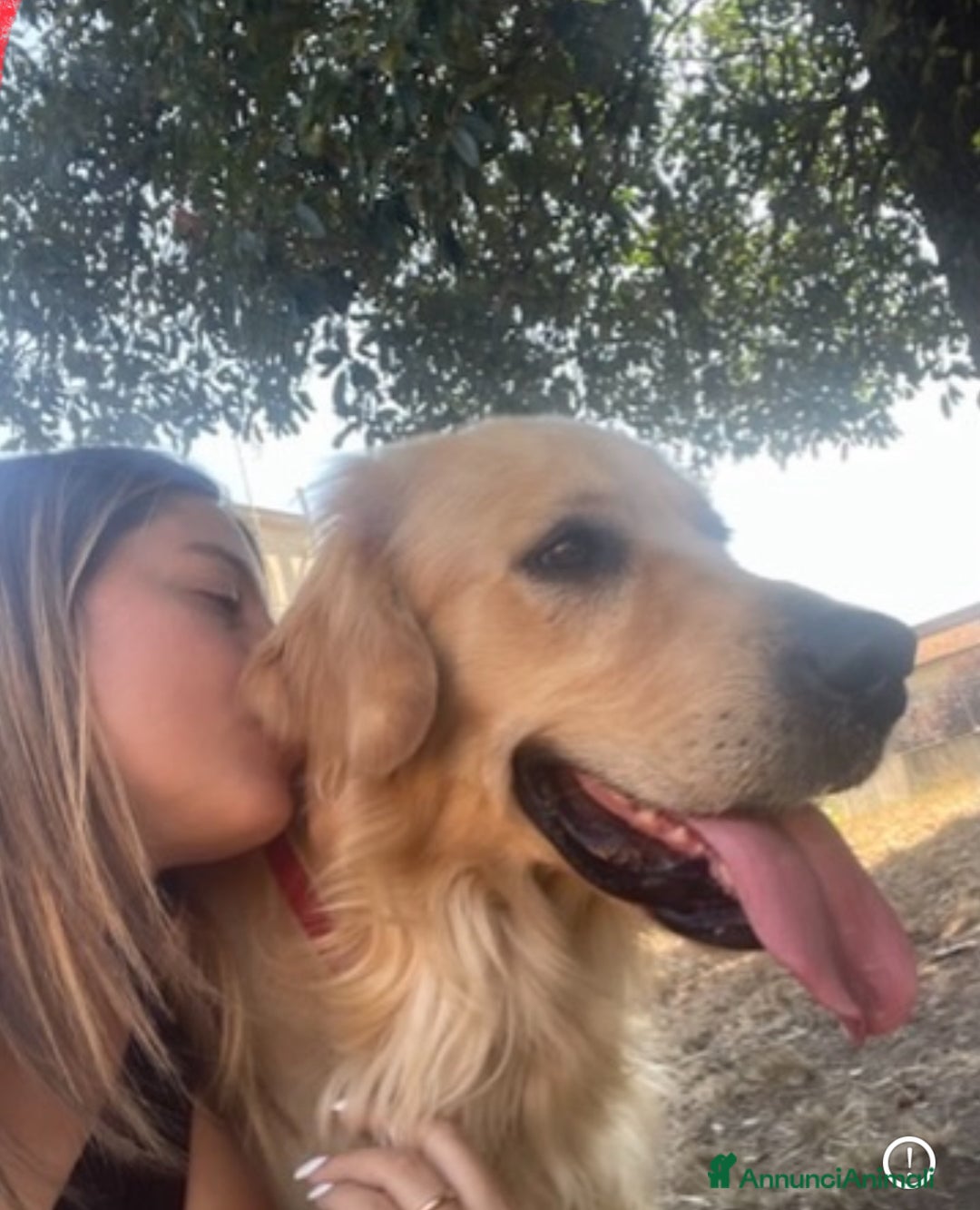 Golden Retriever cani in vendita: Golden retraiver a Città metropolitana di Roma Capitale - Immagine 5