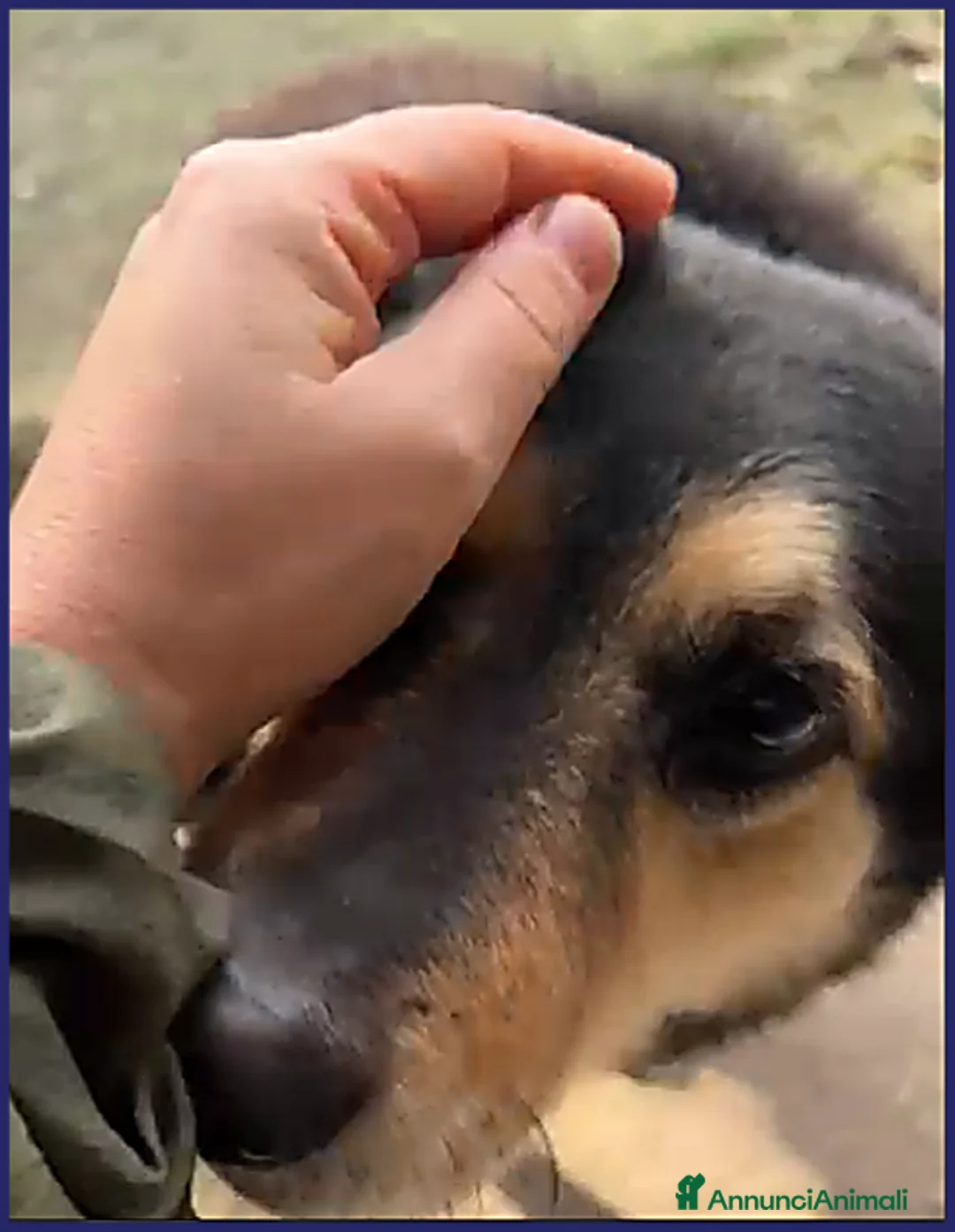 Meticcio cani in regalo: PONCHO patatone in canile da sempre... - Annuncio 2