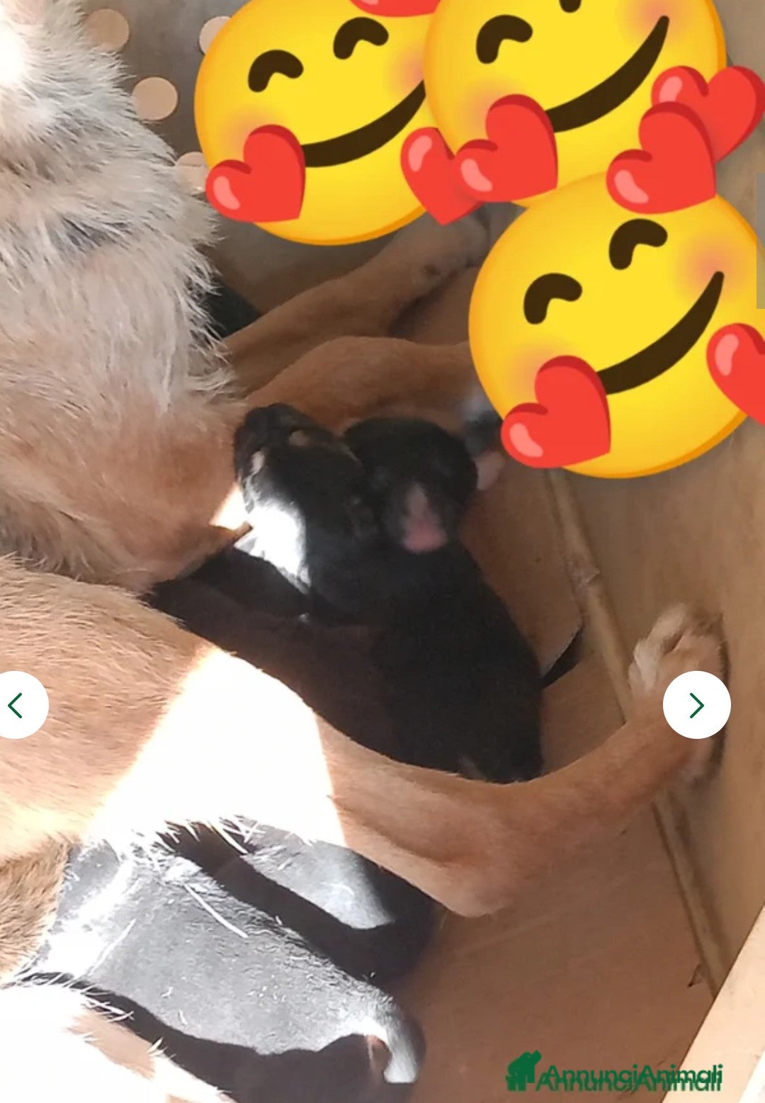 Pastore Tedesco cani in vendita: splendidi cuccioli pastore tedesco  - Annuncio 30