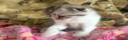 Scottish gatti in vendita: Cuccioli Scottish Fold e Straight con Pedigree - Annuncio 25