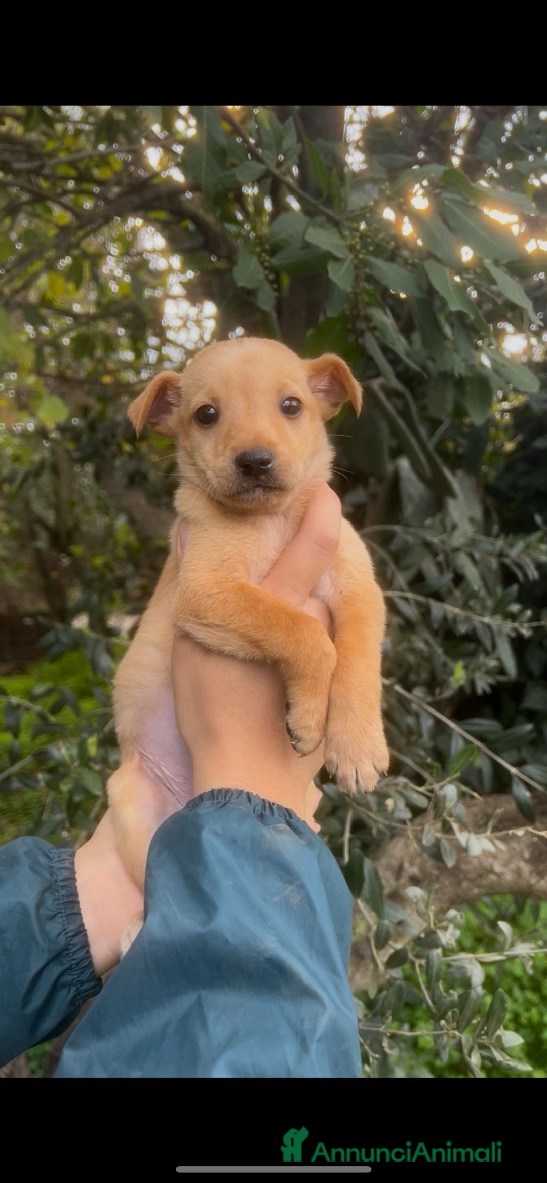 Meticcio cani in regalo: FLIX 💙 - cucciolo taglia piccola cerca casa 🥰 - Annuncio 4