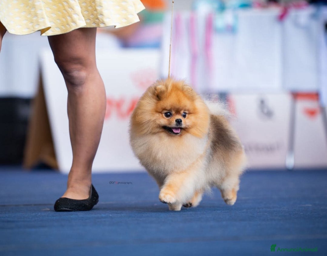 Volpino Pomerania cani in vendita: Cuccioli di Pomerania con pedigree prestigioso  - Immagine 6